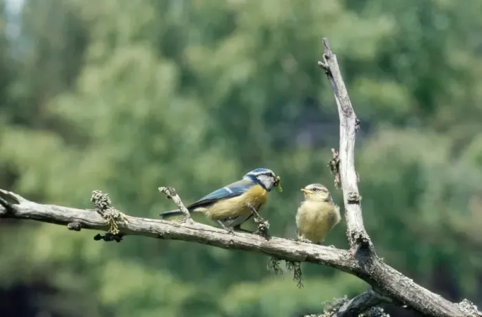 Framed Print : Blue Tit - young at 18 days being fed by adult away from nest Framed Print : Blue Tit - young at 18 days being fed by adult away from nest