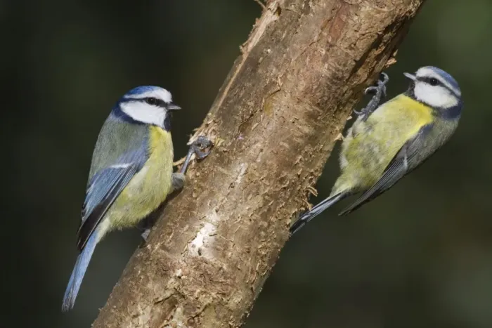 Framed Print : Blue Tits - Cornwall - UK Framed Print : Blue Tits - Cornwall - UK