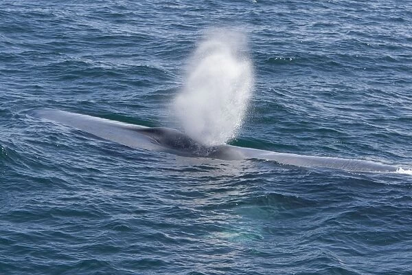 Blue Whale - blowing - Baja California - Mexico