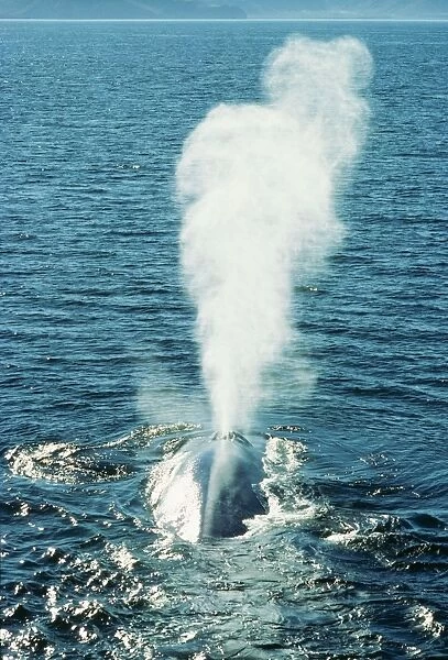 Blue Whale Blowing water