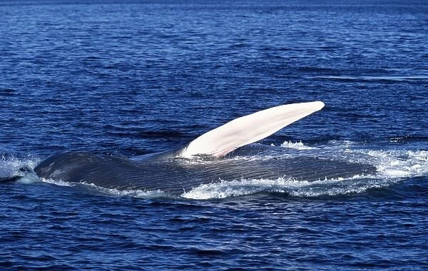 Blue whale - Feeding: the whale is on its side, pectoral flipper raised, throat pleats distended above surface Gulf of California (Sea of Cortez), Mexico
