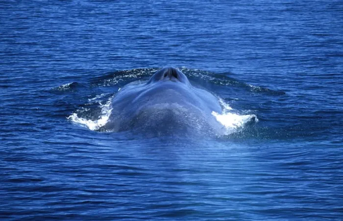 Framed Print : Blue whale Gulf of California (Sea of Cortez), Mexico Framed Print : Blue whale Gulf of California (Sea of Cortez), Mexico
