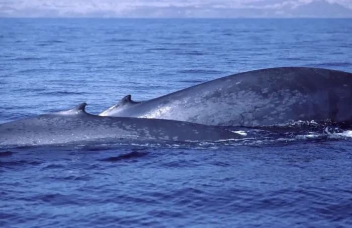 Framed Print : Blue whale - Mother (background) and calf at the beginning of a dive. Photographed in the Gulf of California (Sea of Cortez), Mexico Framed Print : Blue whale - Mother (background) and calf at the beginning of a dive. Photographed in the Gulf of California (Sea of Cortez), Mexico