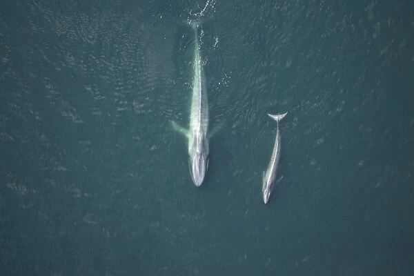 Blue Whale, mother and calf near surface Gulf of California (Sea of Cortez), Mexico