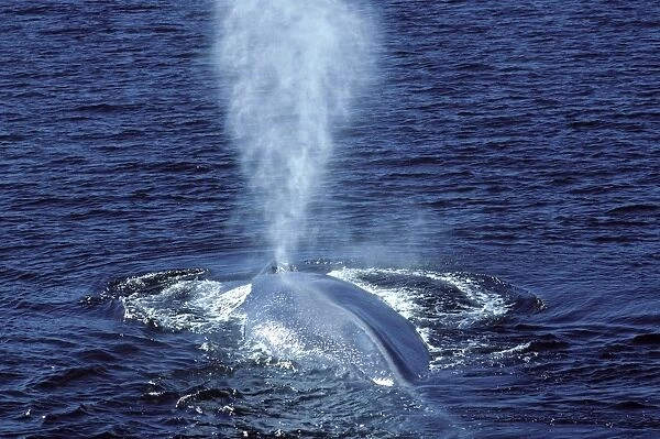 Blue whale - Photographed in the Gulf of California (Sea of Cortez), Mexico AT 624