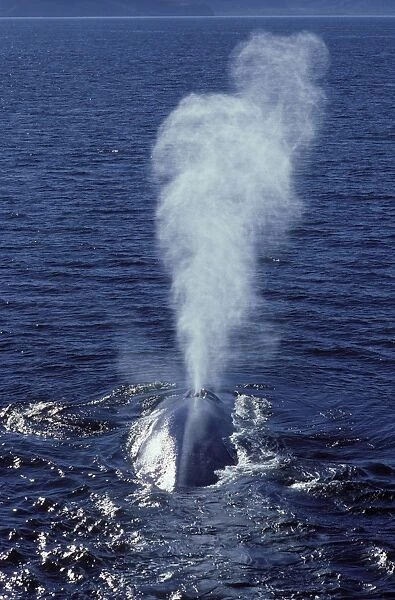 Blue whale Photographed in the Gulf of California (Sea of Cortez), Mexico