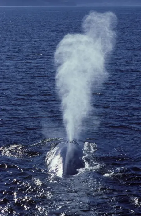 Framed Print : Blue whale Photographed in the Gulf of California (Sea of Cortez), Mexico Framed Print : Blue whale Photographed in the Gulf of California (Sea of Cortez), Mexico