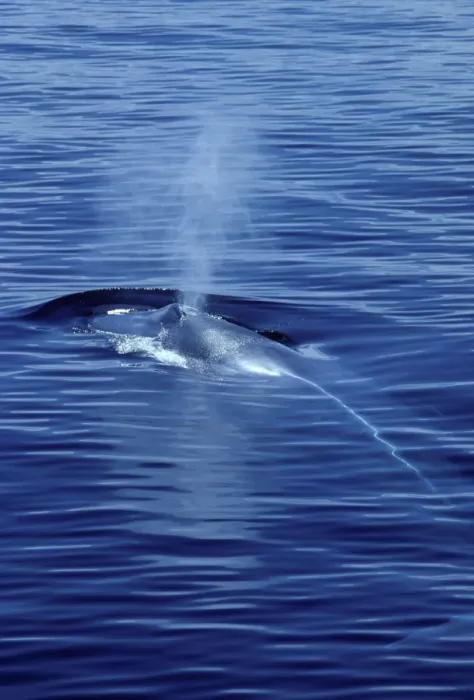 Framed Print : Blue whale Photographed in the Gulf of California (Sea of Cortez), Mexico Framed Print : Blue whale Photographed in the Gulf of California (Sea of Cortez), Mexico