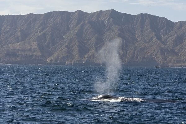 Blue Whale - Sea of Cortez - Baja California - Mexico
