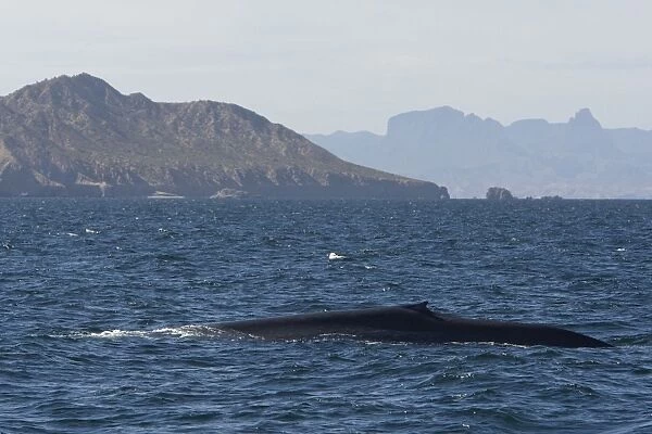 Blue Whale - surfacing - Sea of Cortez - Baja CA - Mexico