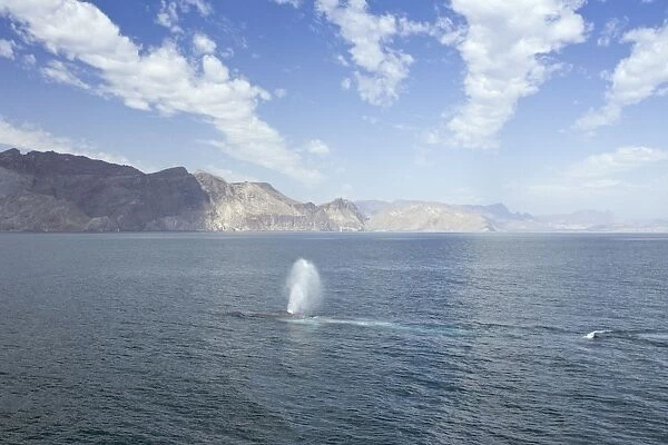 Blue Whale - surfacing - Sea of Cortez - California - Mexico