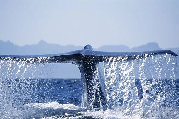 Blue Whale - tail fluke