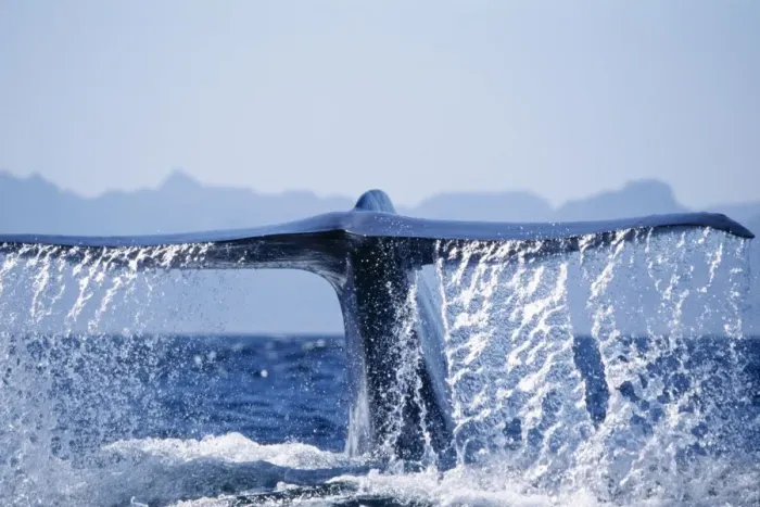 Framed Print : Blue Whale - tail fluke Framed Print : Blue Whale - tail fluke