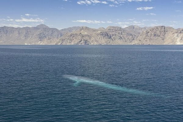 Blue Whale - underwater as seen from above - Sea of Cortez - California - Mexico