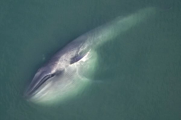Blue Whale - This whale has been gathering food deep within the water column and reaches the surface with the throat pleats still distended, forming an enormous pouch. The whale is laying on its side, a pectoral flipper visible above