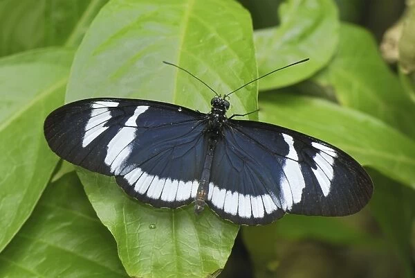 Blue and White Longwing  /  Grinning Heliconian Butterfly Colombia
