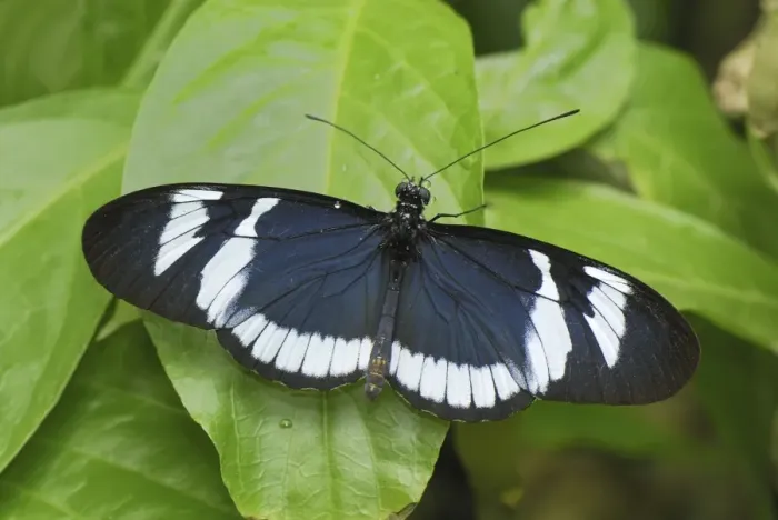 Framed Print : Blue and White Longwing  /  Grinning Heliconian Butterfly Colombia