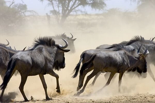 Blue Wildebeest  /  Brindled Gnu  /  Common Wildebeest  /  White-bearded Wildebeest - Herd departing from waterhole, kicking up dust. Prefers open savanna woodland and grassland. Northern areas of southern Africa, Namibia, Angola and Zambia