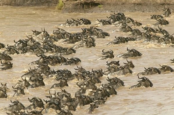 Blue Wildebeest  /  Brindled Gnu Crossing river during migration Mara River, Maasai Mara, Kenya, Africa