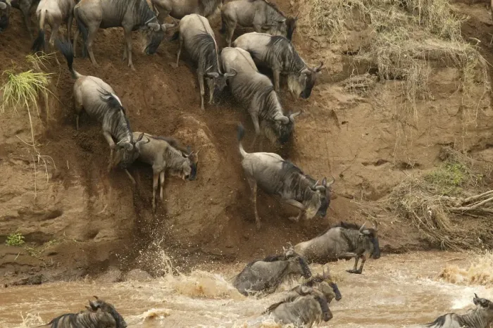 Framed Print : Blue Wildebeest / Brindled Gnu Crossing river during migration Mara River, Maasai Mara, Kenya, Africa Framed Print : Blue Wildebeest / Brindled Gnu Crossing river during migration Mara River, Maasai Mara, Kenya, Africa