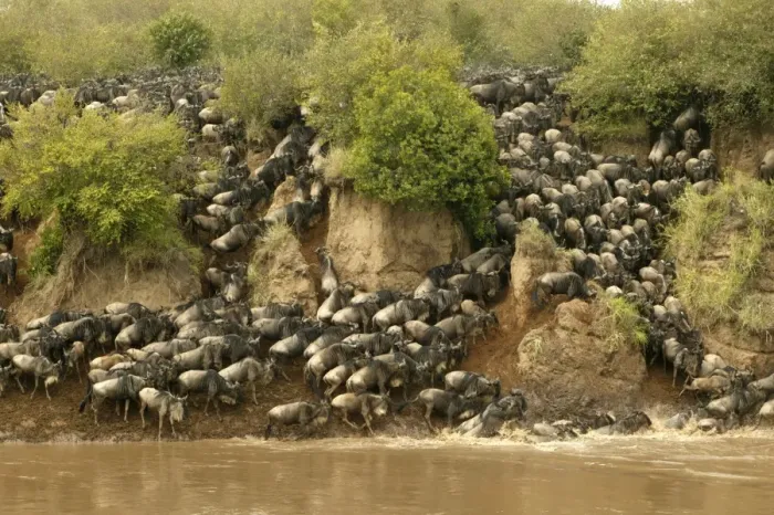 Framed Print : Blue Wildebeest / Brindled Gnu Crossing river during migration Mara River, Maasai Mara, Kenya, Africa Framed Print : Blue Wildebeest / Brindled Gnu Crossing river during migration Mara River, Maasai Mara, Kenya, Africa
