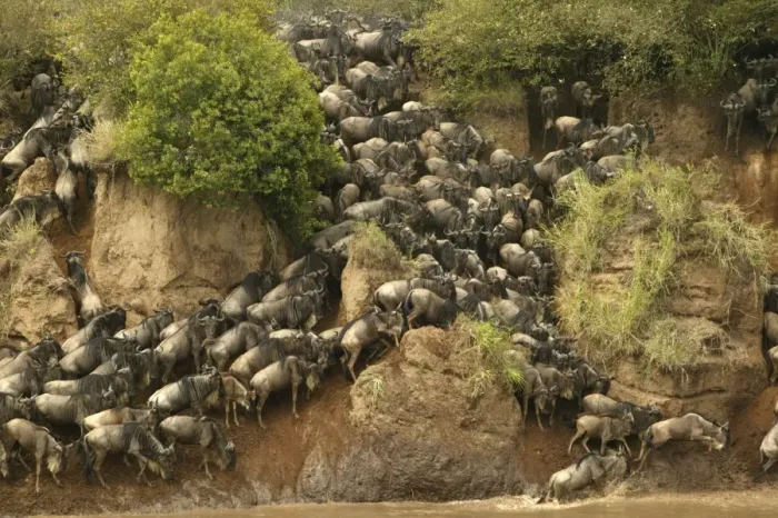 Framed Print : Blue Wildebeest / Brindled Gnu Crossing river during migration Mara River, Maasai Mara, Kenya, Africa Framed Print : Blue Wildebeest / Brindled Gnu Crossing river during migration Mara River, Maasai Mara, Kenya, Africa