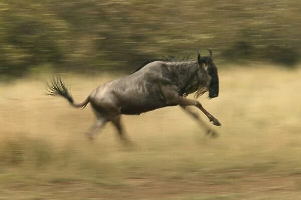 Blue Wildebeest  /  Brindled Gnu On migration Maasai Mara, Africa