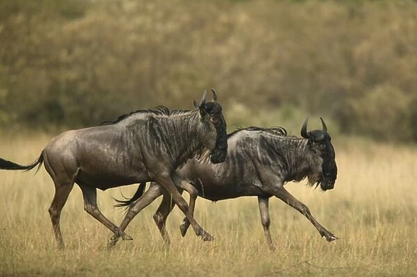 Blue Wildebeest  /  Brindled Gnu On migration Maasai Mara, Kenya, Africa