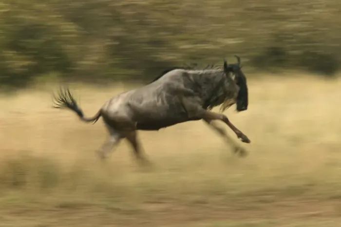 Framed Print : Blue Wildebeest / Brindled Gnu On migration Maasai Mara, Africa Framed Print : Blue Wildebeest / Brindled Gnu On migration Maasai Mara, Africa