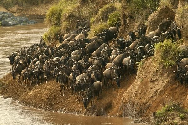 Blue Wildebeest  /  Brindled Gnu On migration Mara River, Maasai Mara, Kenya, Africa