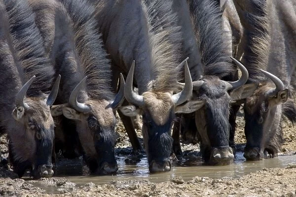 Blue Wildebeest  /  Brindled Gnu  /  White-bearded Wildebeest - Close up of group drinking. Prefers open savanna woodland and grassland. Northern areas of southern Africa, Namibia, Angola and Zambia. Separate populations in Tanzania and Kenya