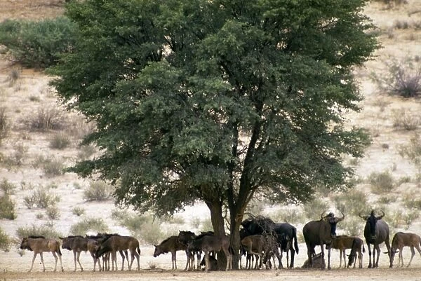 Blue wildebeest  /  Common wildebeest  /  Brindled Gnu  /  White-bearded wildebeest - herd resting in shade of camelthorn at midday
