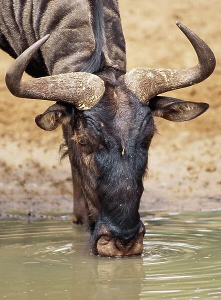 Blue Wildebeest - drinking