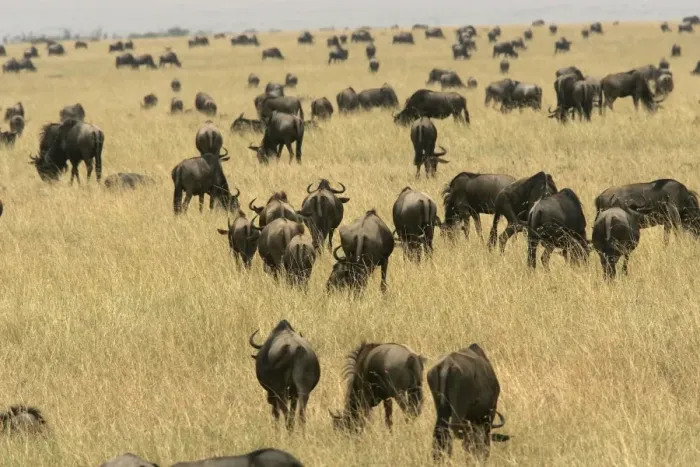 Framed Print : Blue Wildebeest - herd. Maasai Mara National Park - Kenya - Africa Framed Print : Blue Wildebeest - herd. Maasai Mara National Park - Kenya - Africa