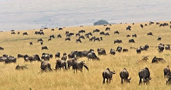 Blue Wildebeest. Maasai Mara - Kenya