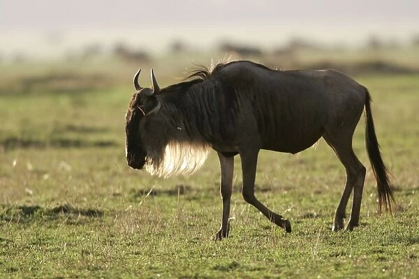 Blue Wildebeest. Maasai Mara National Park - Kenya - Africa