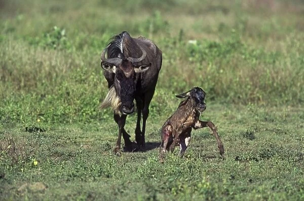 Blue Wildebeest - Newborn calf getting to its feet