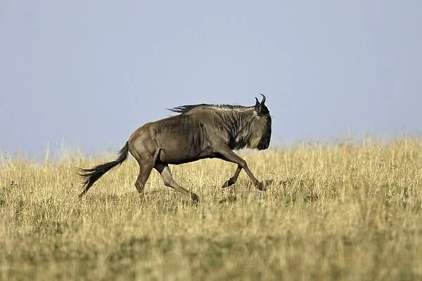 Blue Wildebeest - running. Maasai Mara National Park - Kenya - Africa