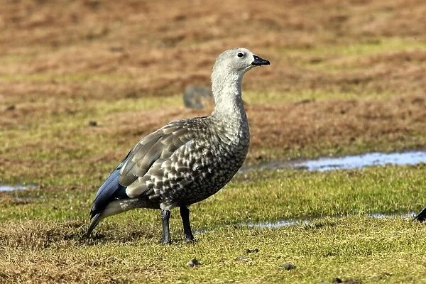 Blue-winged Goose. Rare and endmic to Ethiopia. Bale Mountains - Ethiopia - Africa. 4000 m- 4300 m