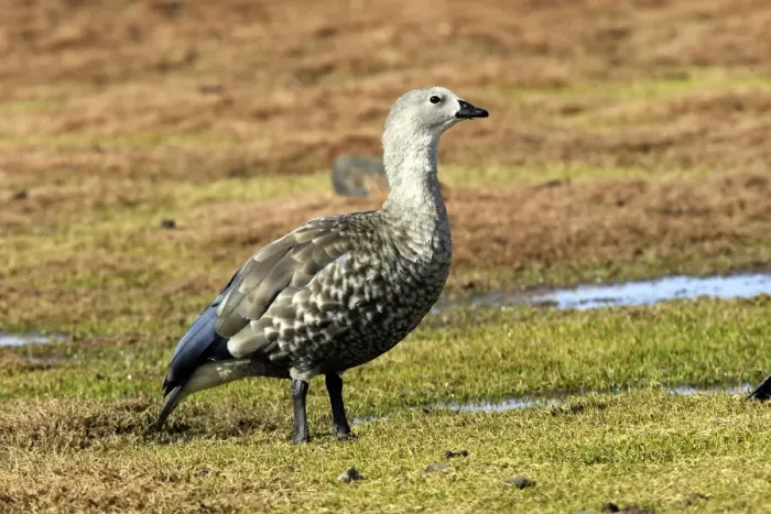 Framed Print : Blue-winged Goose. Rare and endmic to Ethiopia. Bale Mountains - Ethiopia - Africa. 4000 m- 4300 m Framed Print : Blue-winged Goose. Rare and endmic to Ethiopia. Bale Mountains - Ethiopia - Africa. 4000 m- 4300 m