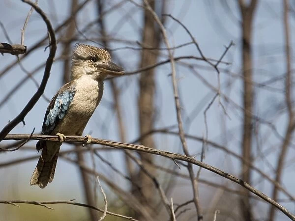 Blue-winged Kookaburra Inhabits open forests and woodlands across northern Australia. At Manning Gorge, Gibb River Road, Kimberley, Western Australia