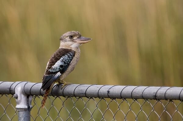 Blue-winged Kookaburra Inhabits open woodlands, trees lining rivers, paperbark wetlands, outback communities and stations. From the Pilbara and Kimberley in Western Australia across the Top End through to eastern Queensland