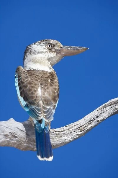 Blue-winged Kookaburra - male adult Blue-winged Kookaburra sitting on a dead tree branch looking out. While the male has a deep blue coloured tail, the female is distinguished by a rufous-brown one