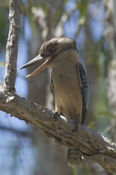 Blue-winged Kookaburra Found in tropical northern and eastern Australia. Inhabits tropical open forests and woodlands. Also paperbark swamps and tree-lined rivers. Photographed at Manning Gorge, Kimberleys, Western Australia