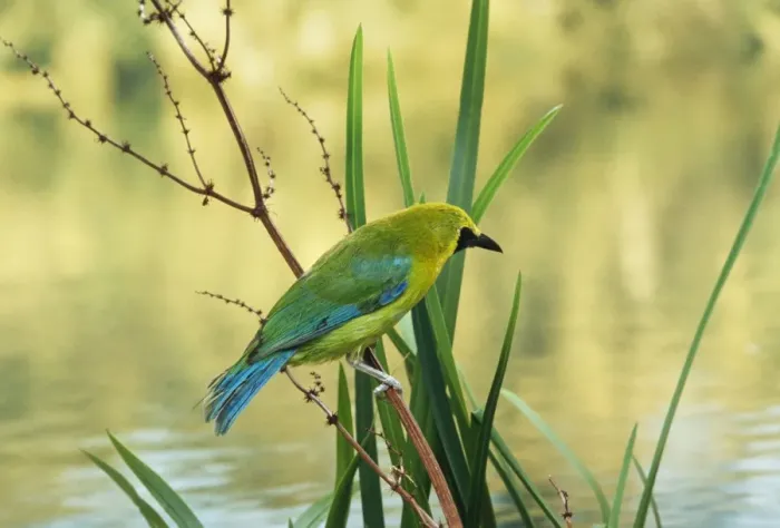 Framed Print : Blue-winged Leafbird Male, Asia Framed Print : Blue-winged Leafbird Male, Asia