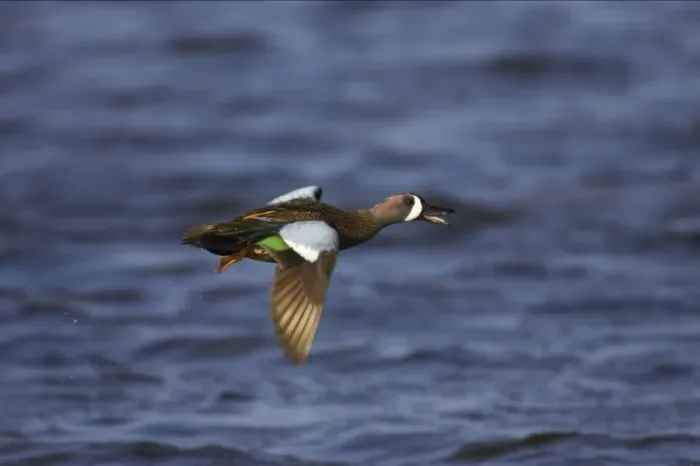 Framed Print : Blue-Winged Teal - drake in flight Ding Darling NWR, florida, USA BI000107 Framed Print : Blue-Winged Teal - drake in flight Ding Darling NWR, florida, USA BI000107