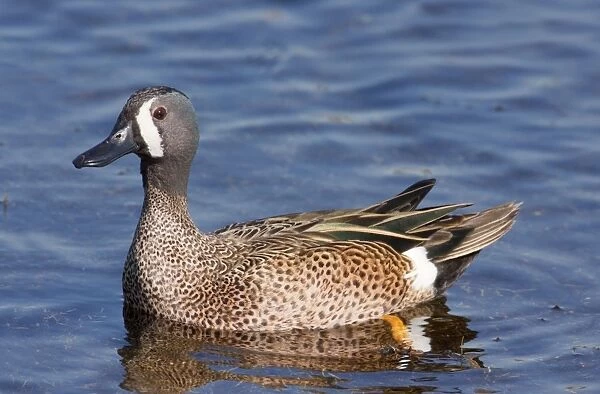 Blue-winged Teal - Male in winter. January in FL USA