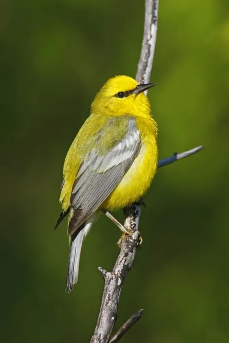 Framed Print : Blue-winged Warbler Framed Print : Blue-winged Warbler