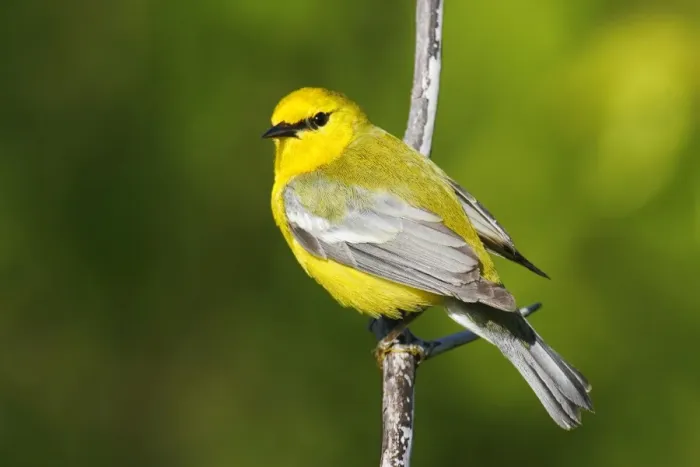 Framed Print : Blue-winged Warbler Framed Print : Blue-winged Warbler