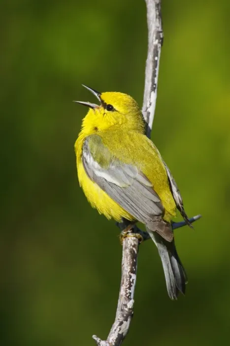 Framed Print : Blue-winged Warbler